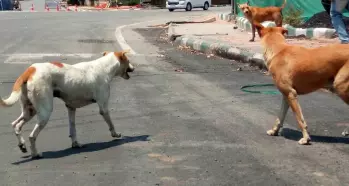 Stray dog attacks an additional district collector in Telanganas Siddipet district