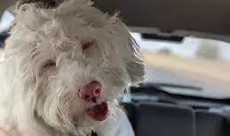 A deaf and blind dog steals hearts online by surprising visitors A deaf and blind dog steals hearts online by surprising visitors