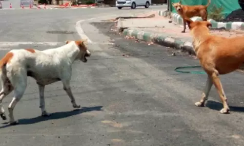 Stray dog attacks an additional district collector in Telanganas Siddipet district