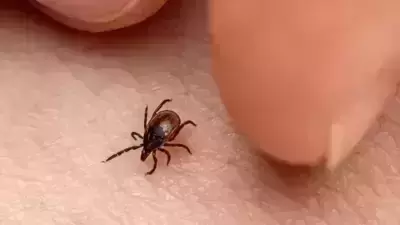 UK health agency warns of detection of tick virus; advises caution