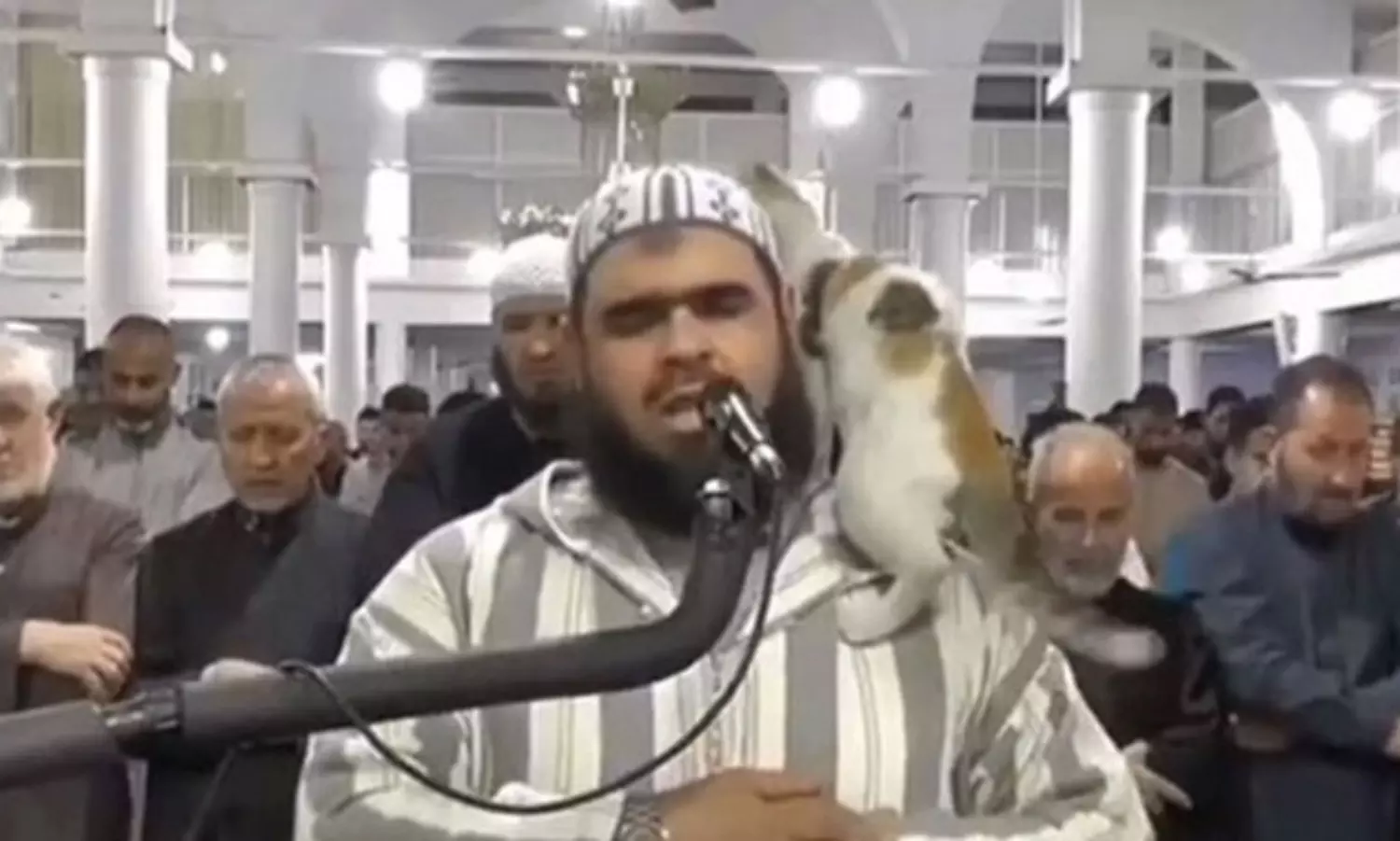 Cat that jumped on Imam’s shoulder during Ramadan prayers steals hearts
