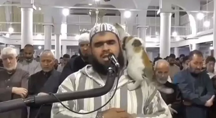 Cat that jumped on Imam’s shoulder during Ramadan prayers steals hearts Cat that jumped on Imam’s shoulder during Ramadan prayers steals hearts