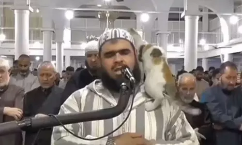 Cat that jumped on Imam’s shoulder during Ramadan prayers steals hearts