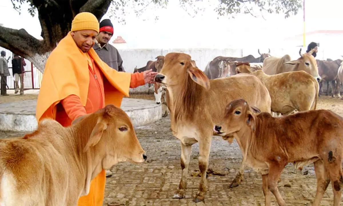 Cow urine unfit for human consumption due to harmful bacteria: IVRI Study Cow urine unfit for human consumption due to harmful bacteria: IVRI Study