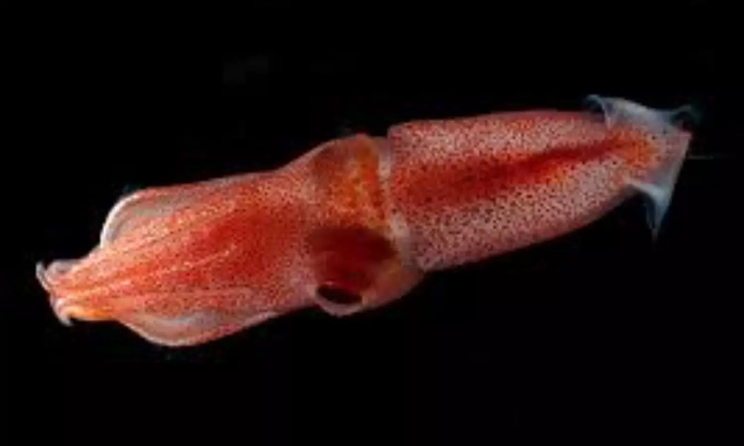 In the depth of the sea there are luring lights and twinkling eyes