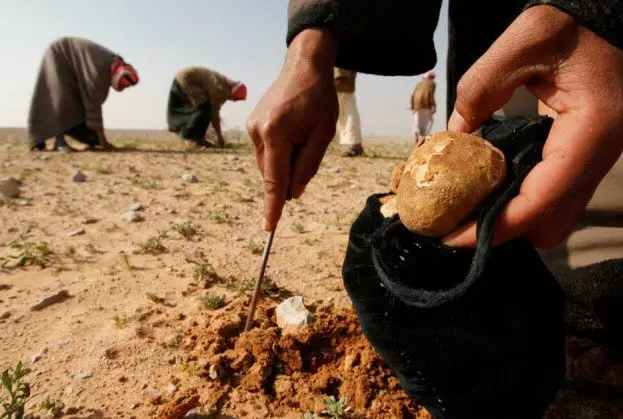 ISIS kills 31 people collecting truffles in Syrian Desert: report