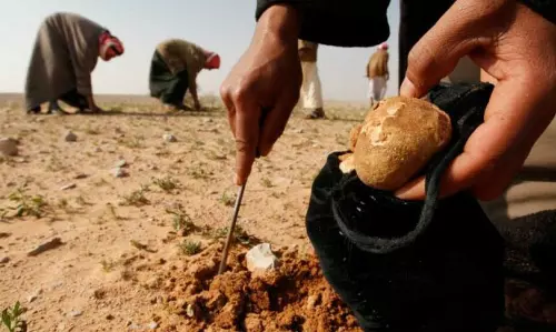 ISIS kills 31 people collecting truffles in Syrian Desert: report