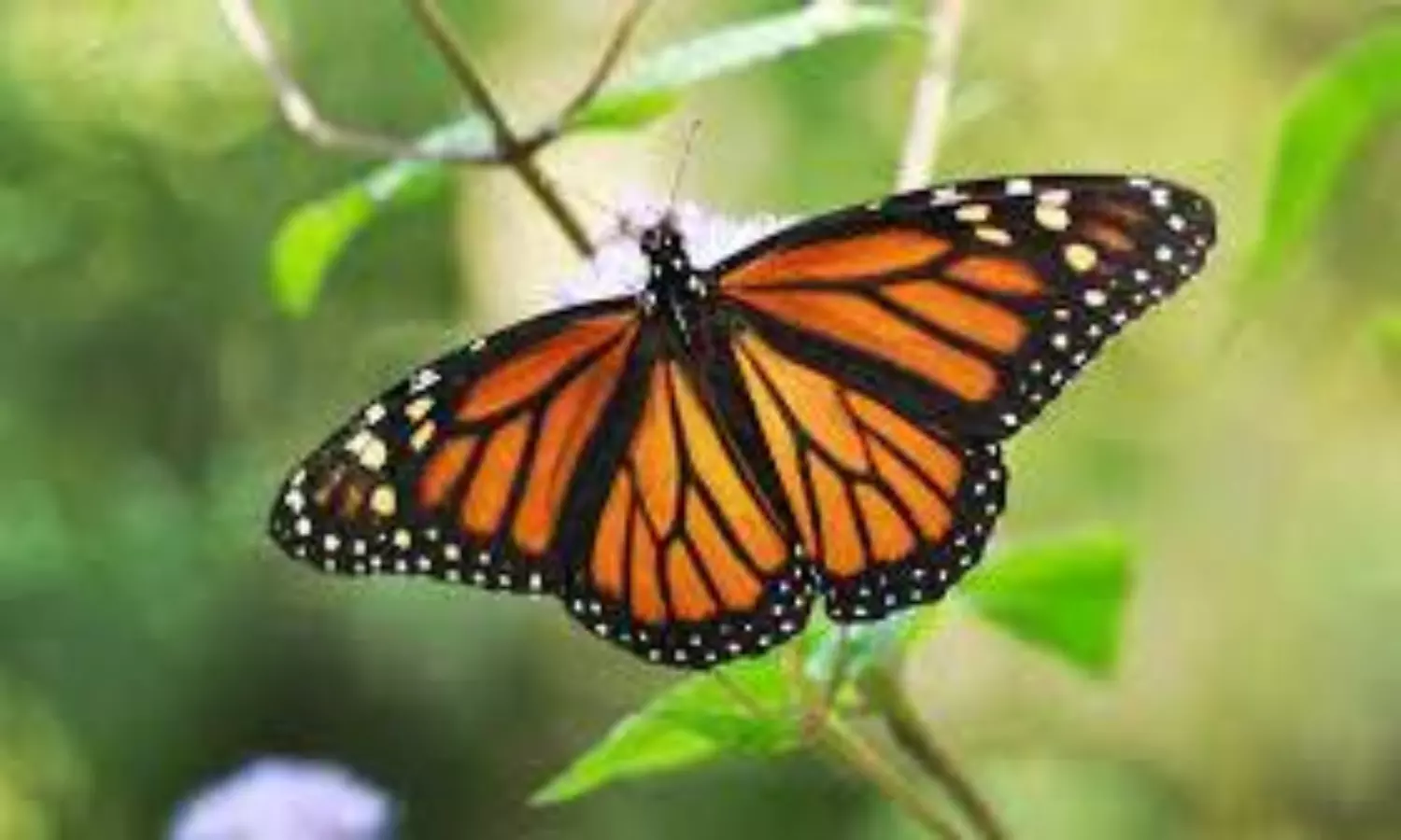 monarch butterflies