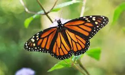 monarch butterflies