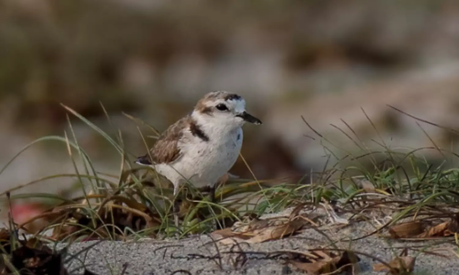 Hanuman plover bird gets reinstated as species after 86 years