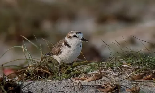 Hanuman plover bird gets reinstated as species after 86 years Hanuman plover bird gets reinstated as species after 86 years