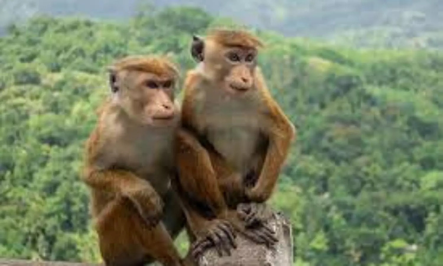 China buying 1 lakh endangered monkeys from Sri Lanka: report