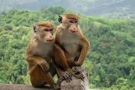 China buying 1 lakh endangered monkeys from Sri Lanka: report