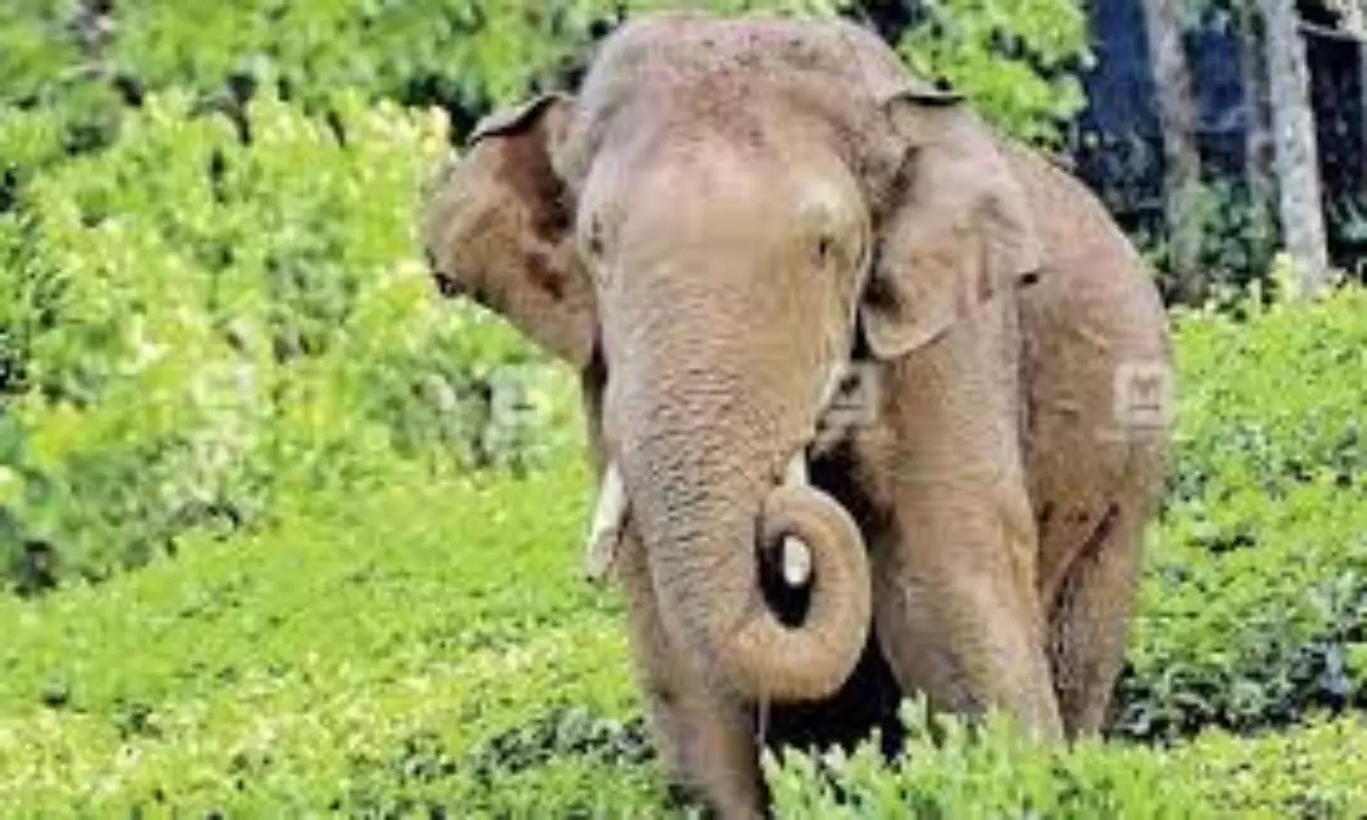 Kerala Forest department is ready with tranquilizers, but Arikomban remains elusive