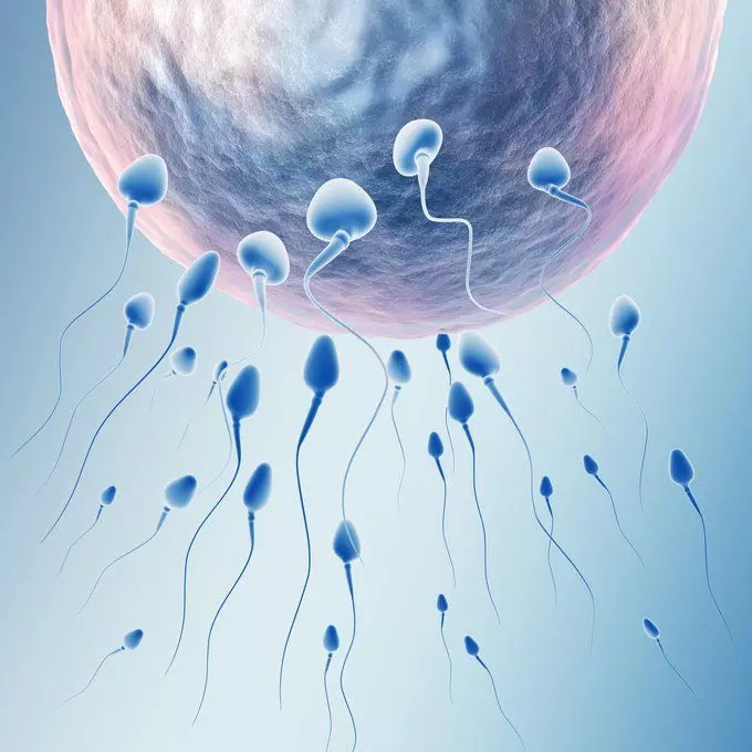 Dutch court orders man who fathered over 550 children to stop sperm donation Dutch court orders man who fathered over 550 children to stop sperm donation
