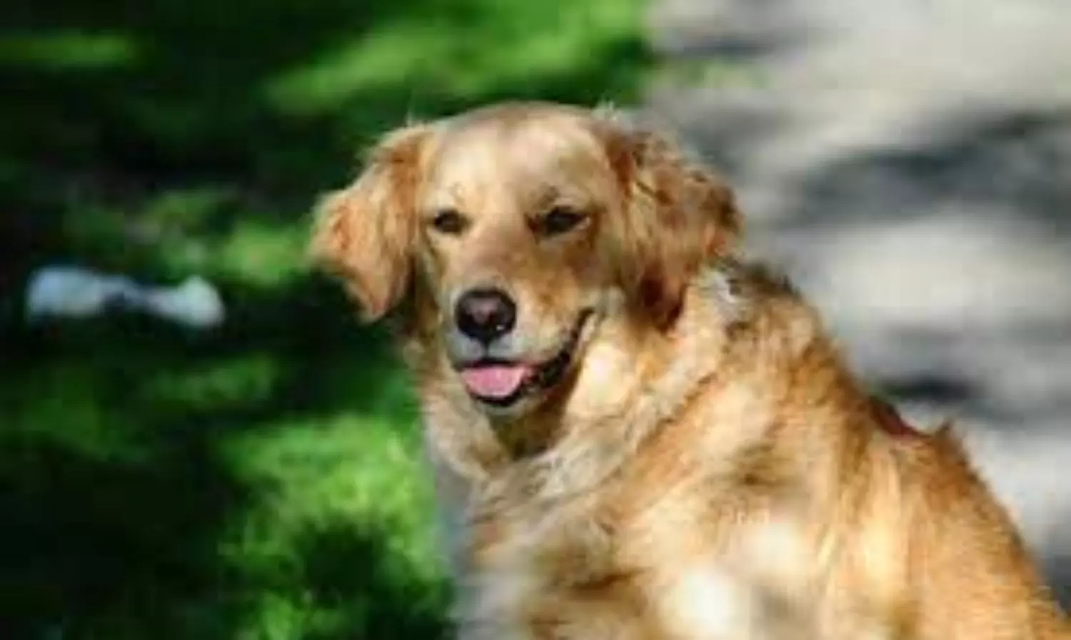 Modern dogs have bigger brains than ancient breeds: study