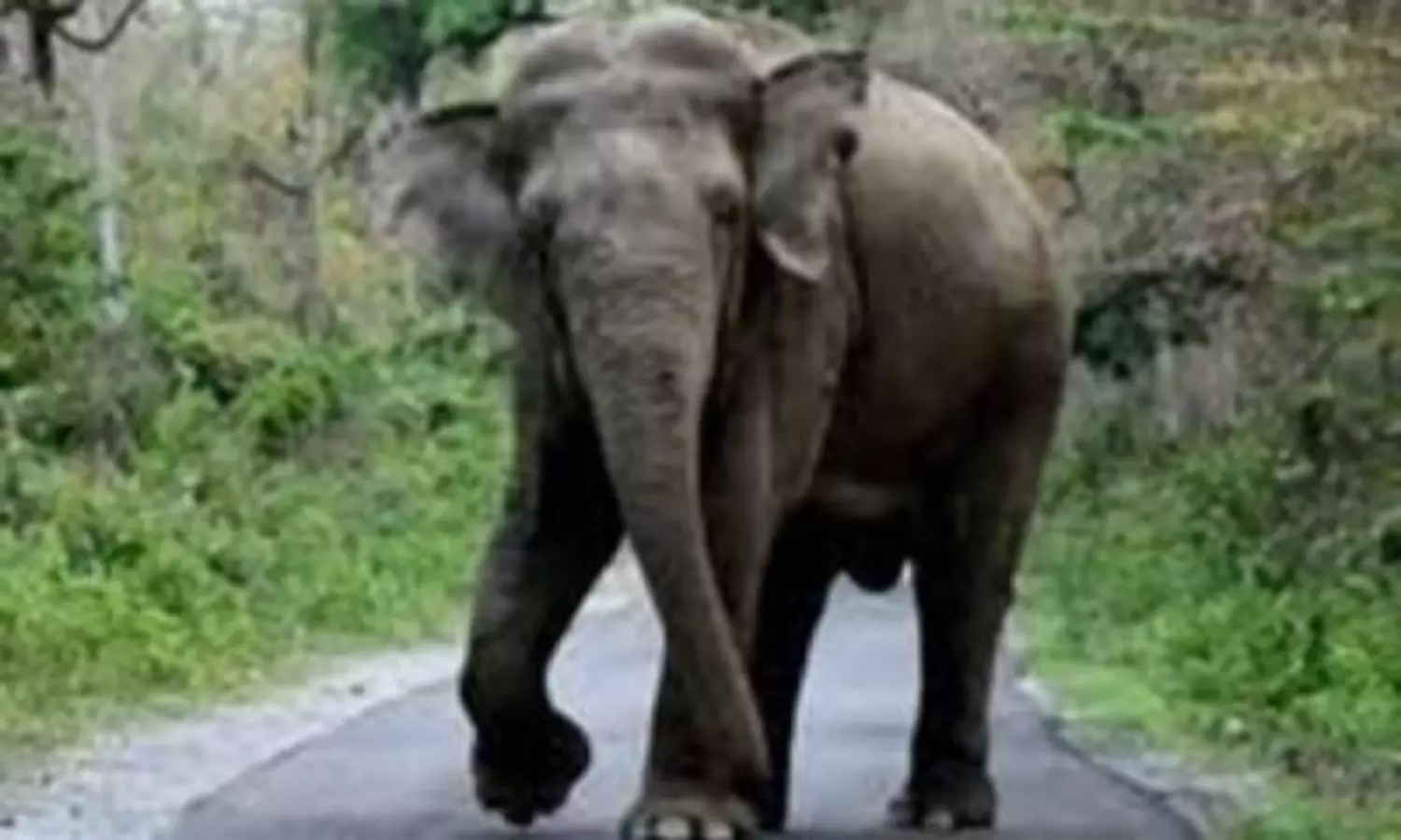 Relocated Keralas Arikomban unleash ruckus in Tamil Nadu