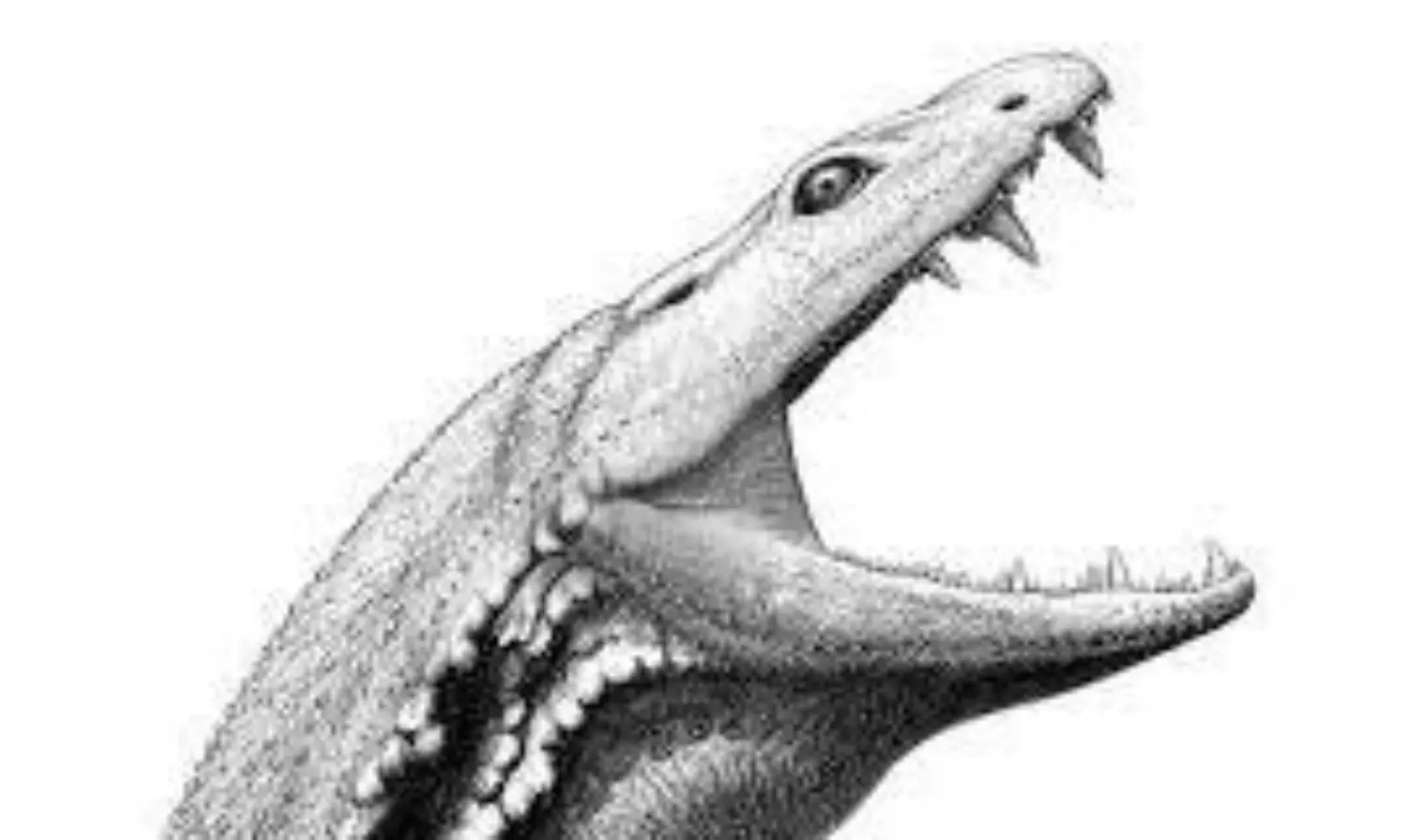 Skull of tadpole-like pre-dinosaur era predator reconstructed