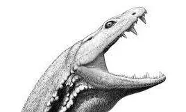 Skull of tadpole-like pre-dinosaur era predator reconstructed Skull of tadpole-like pre-dinosaur era predator reconstructed