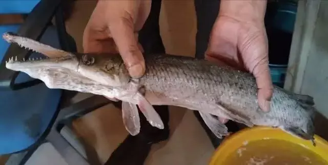 Non-native Alligator Gar Fish found in Dal Lake stumps scientists