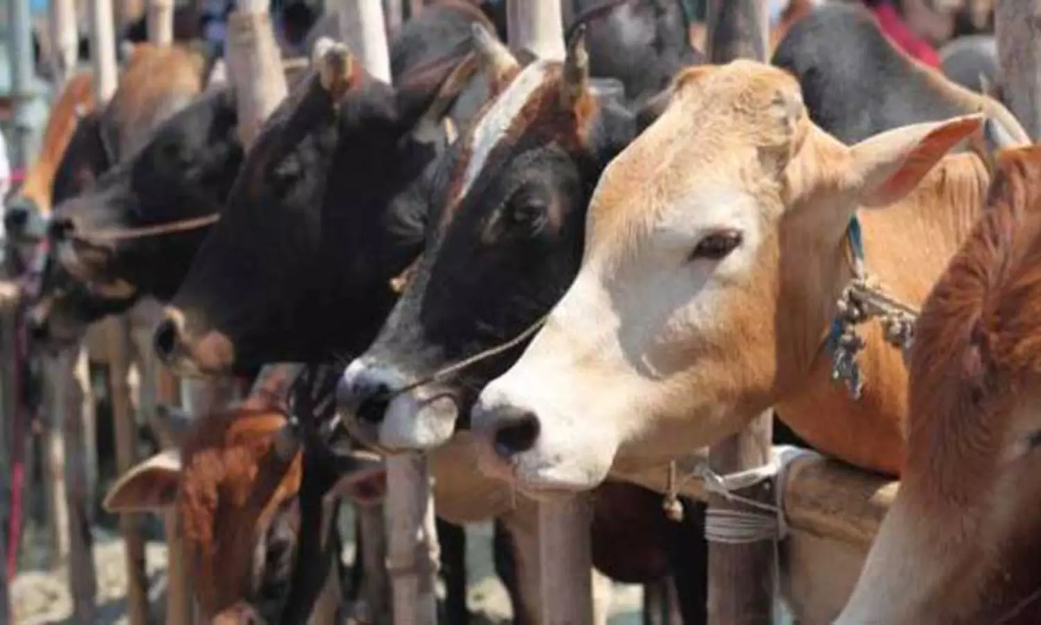 Tomorrow, you may do it with humans also: Delhi HC raps civic body over cattle carcass disposal