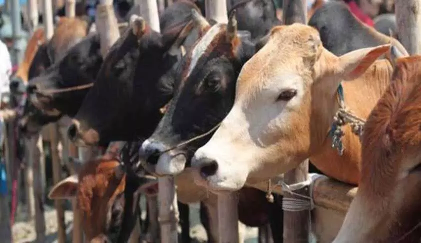 Tomorrow, you may do it with humans also: Delhi HC raps civic body over cattle carcass disposal