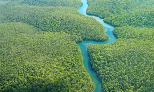 4 children including a baby miraculously survive air crash in Amazon rainforest
