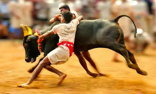 SC upholds TN law allowing jallikattu