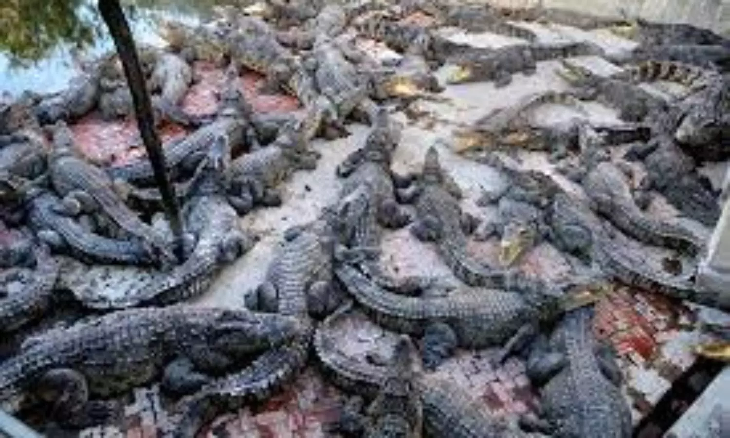 40 crocodiles kill a man who entered reptile farm in Cambodia