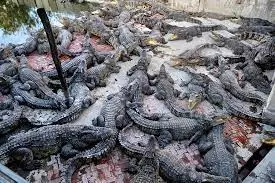 40 crocodiles kill a man who entered reptile farm in Cambodia 40 crocodiles kill a man who entered reptile farm in Cambodia