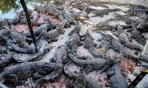 40 crocodiles kill a man who entered reptile farm in Cambodia