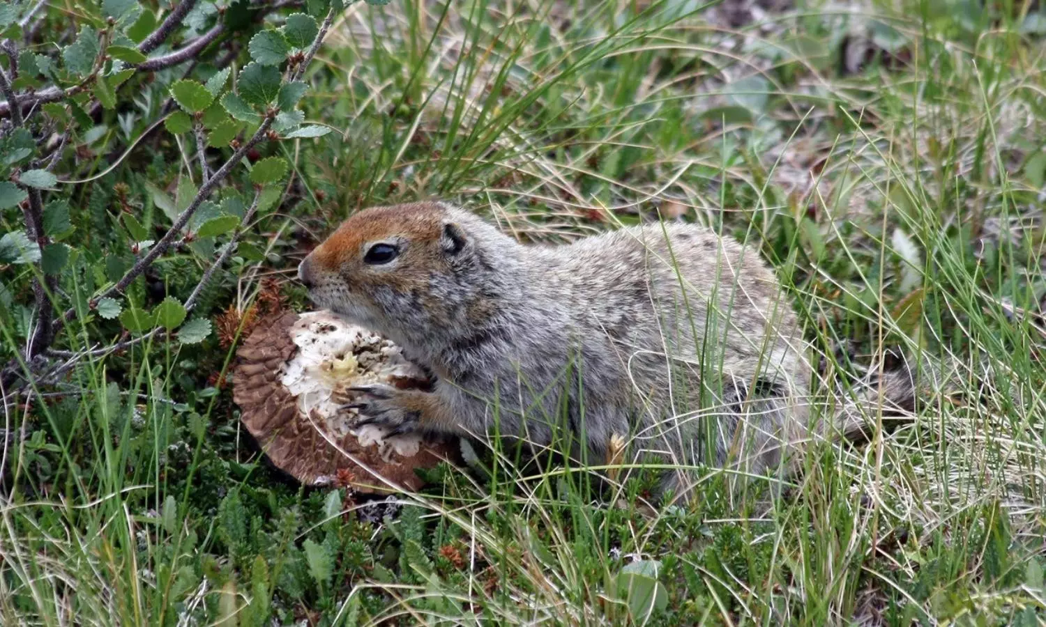 Climate change altered Hibernation periods of Arctic ground squirrels: Study