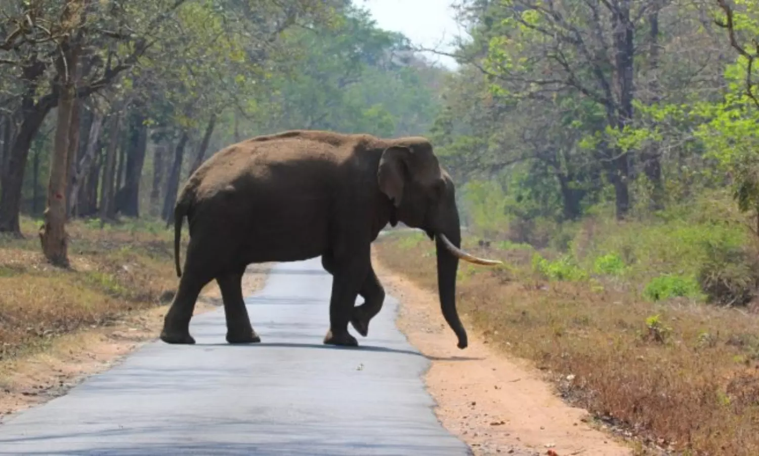 Rogue tusker Arikomban enters residential areas in TNs Cumbum, to be tranquilised