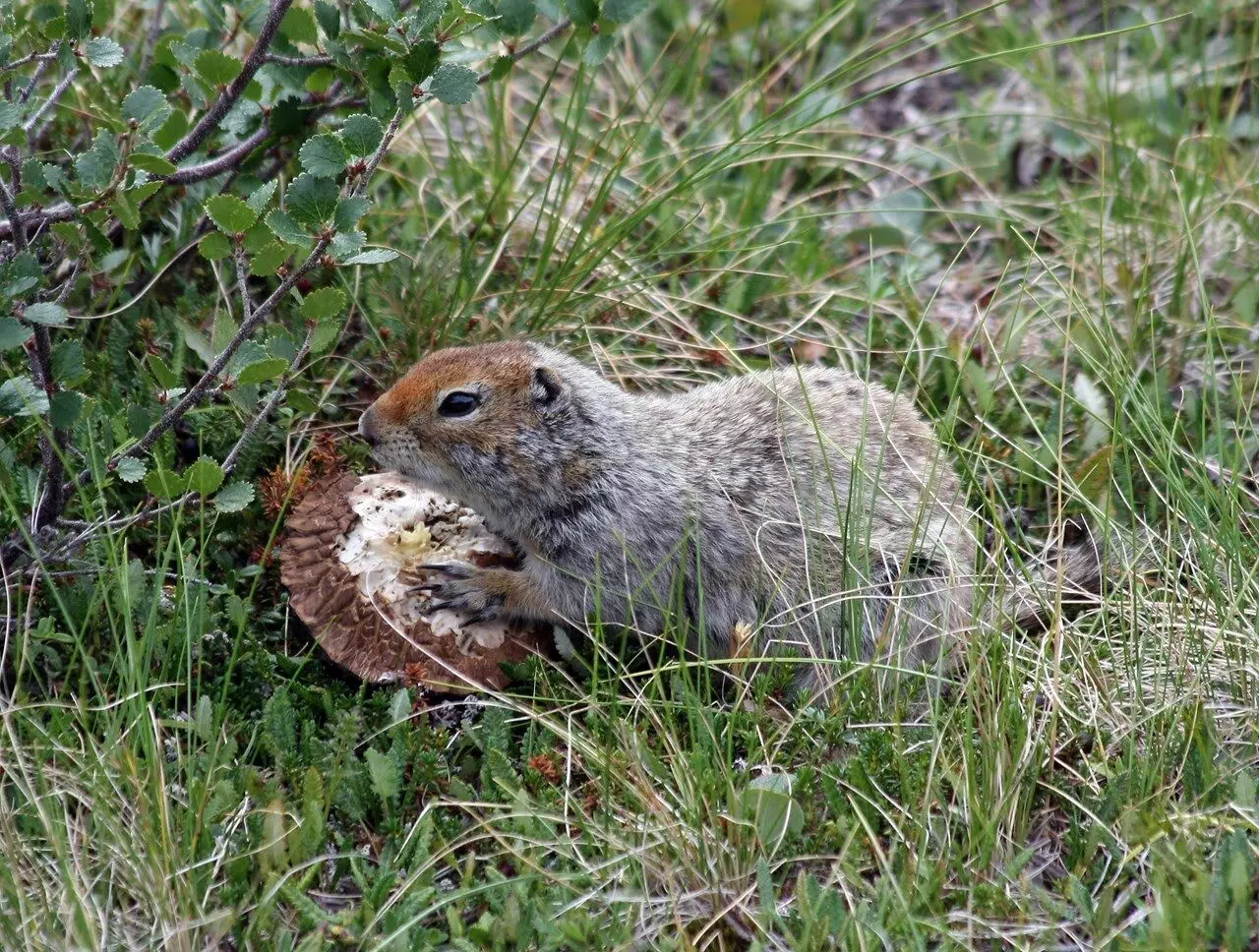 Climate change altered Hibernation periods of Arctic ground squirrels: Study