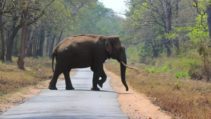 Rogue tusker Arikomban enters residential areas in TNs Cumbum, to be tranquilised Rogue tusker Arikomban enters residential areas in TNs Cumbum, to be tranquilised