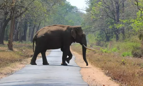 Rogue tusker Arikomban enters residential areas in TNs Cumbum, to be tranquilised