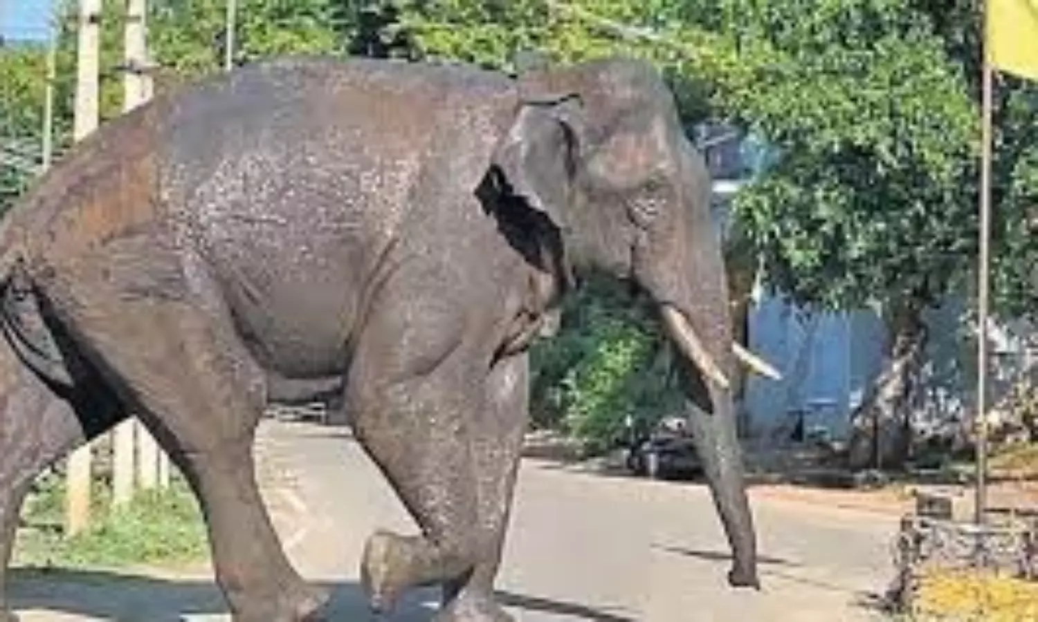 Rogue elephant Arikomban captured by TN forest dept. after being tranquilised
