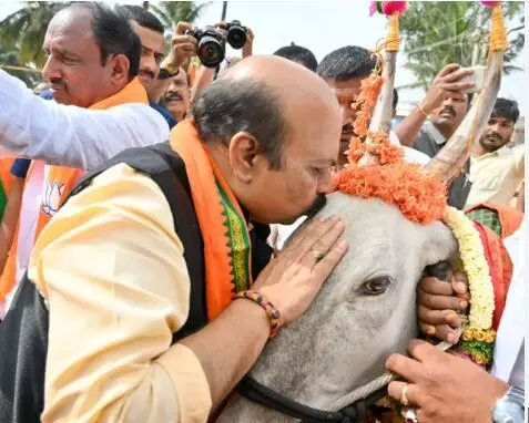BJP’s Bommai says he has emotional connection with cows: In response to Cong Min:s Anti-cow slaughter law remark