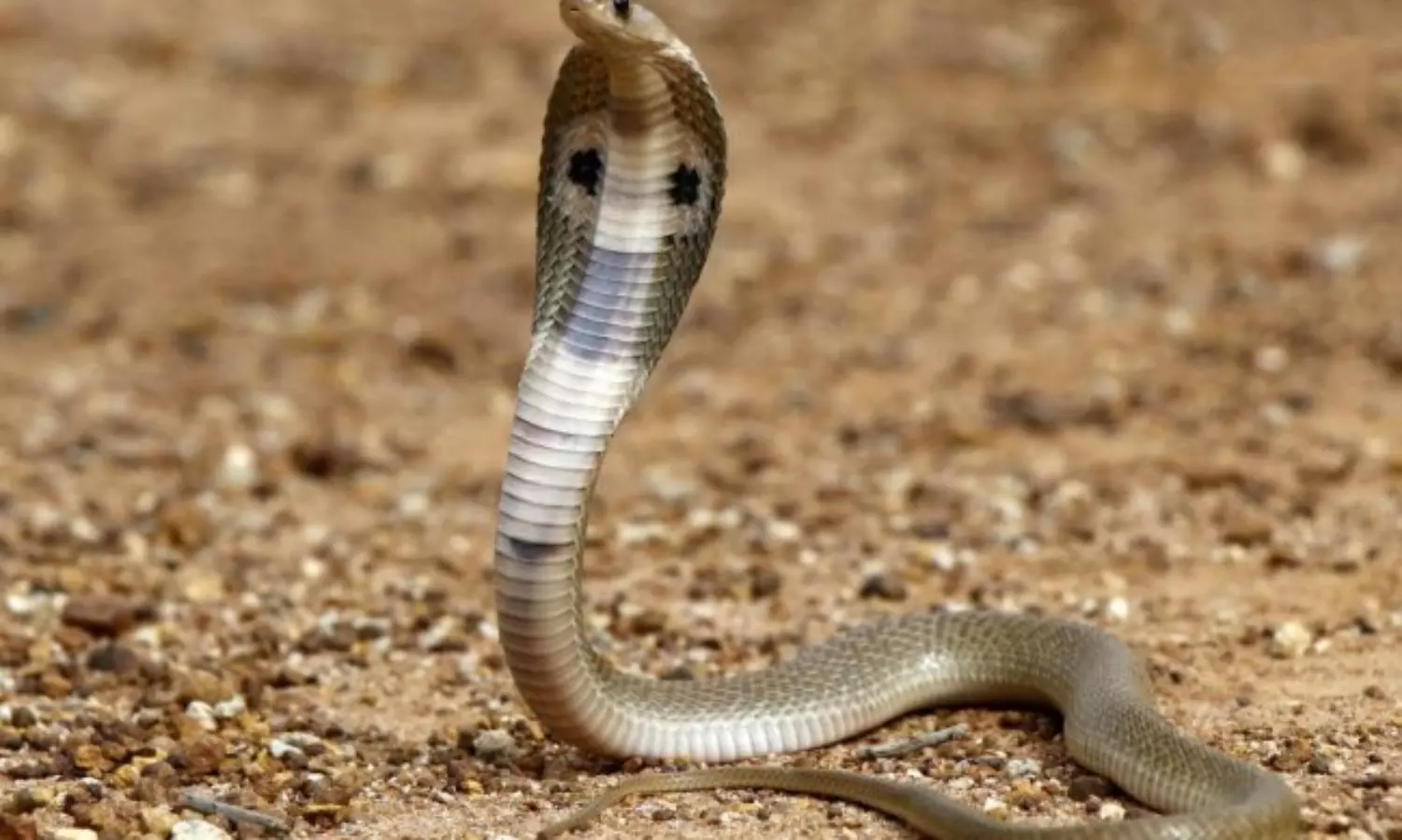 More than 1,000 snake bite cases, 14 deaths in 17 months in Maharashtra’s Raigad