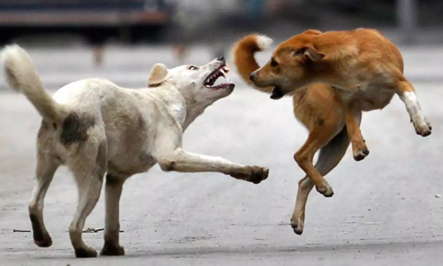 Who should be given priority—Dogs or humans?