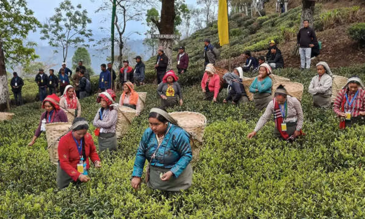 Tea gardens, workers in Darjeeling suffering as result of climate change