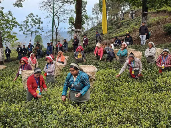 Tea gardens, workers in Darjeeling suffering as result of climate change