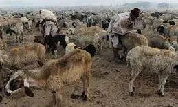 Ministry withdraws draft bill on live animal exportation following concerns on animal welfare Ministry withdraws draft bill on live animal exportation following concerns on animal welfare