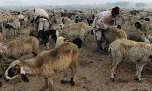 Ministry withdraws draft bill on live animal exportation following concerns on animal welfare