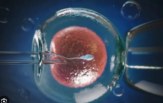 For the first time in India, a woman prisoner seeks nod for IVF but court says it may affect trial