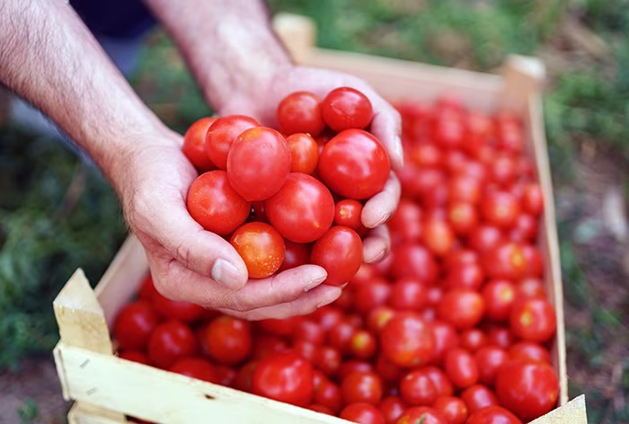 Tomato Prices in Bengaluru set to cross Rs 100 per kg; inadequate rains, high temperatures to blame