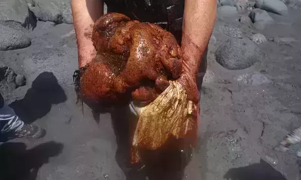 ‘Floating gold’ worth £430,000 found in a dead whale in Canary Islands