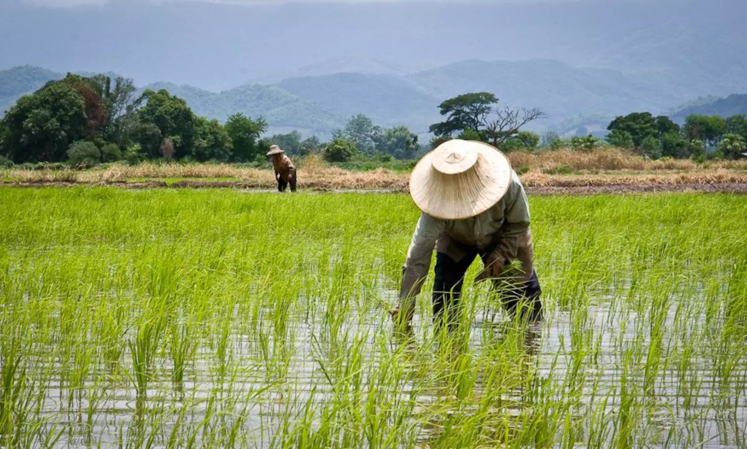 Deficient rainfall, lower sowing to push rice prices up