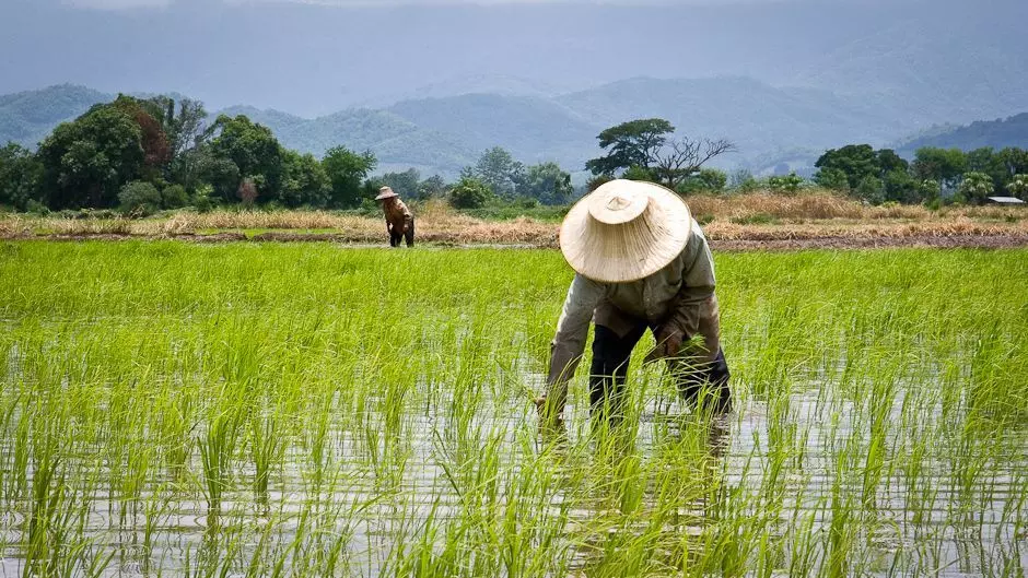 Deficient rainfall, lower sowing to push rice prices up