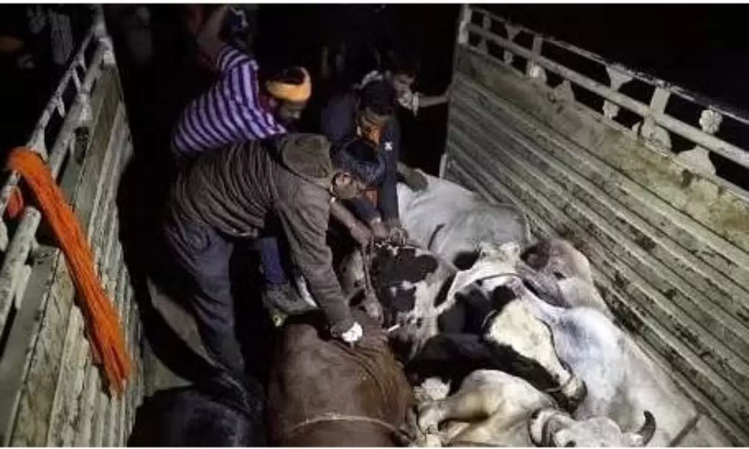Karnataka BJP workers arrested for illegal cow transportation
